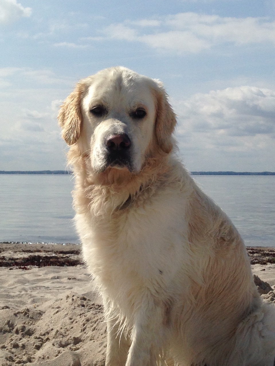 Tamino an der Ostsee, Kegnaes 2017